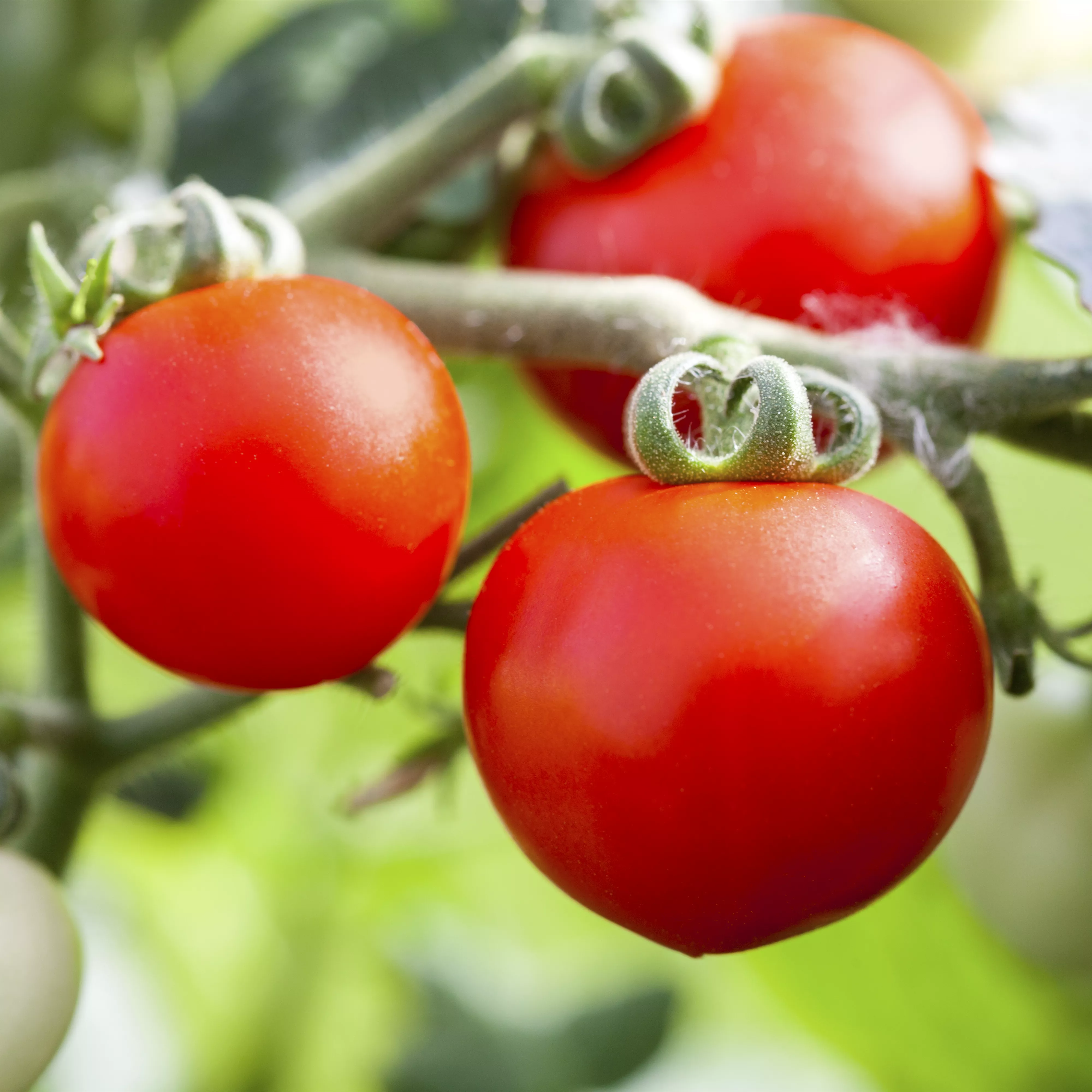Alte Tomatensorten gibt es auch fürs Freiland
