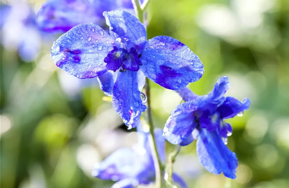 Blumenbeete in Blau und Violett