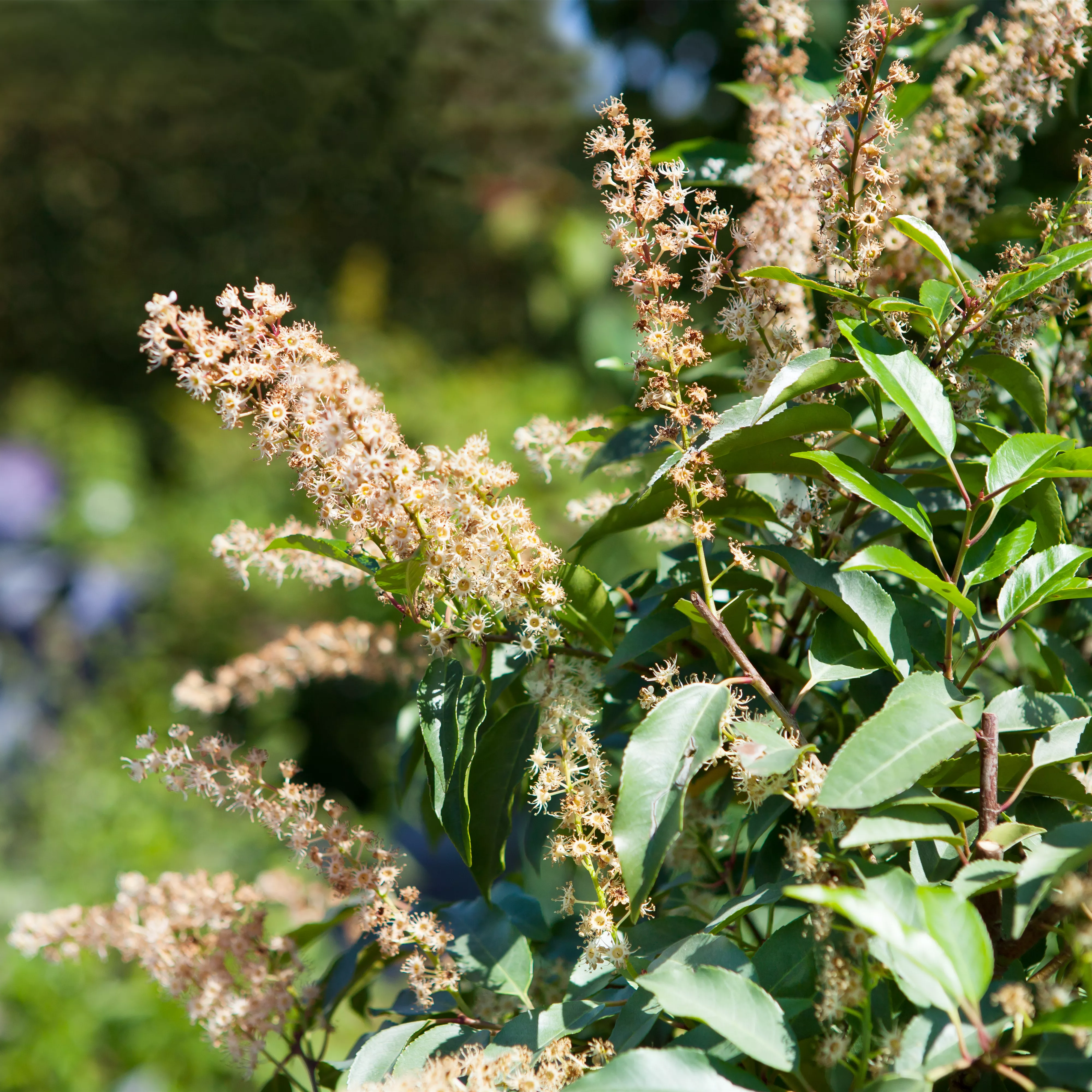 Kirschlorbeer zurückschneiden Blumen Klotz