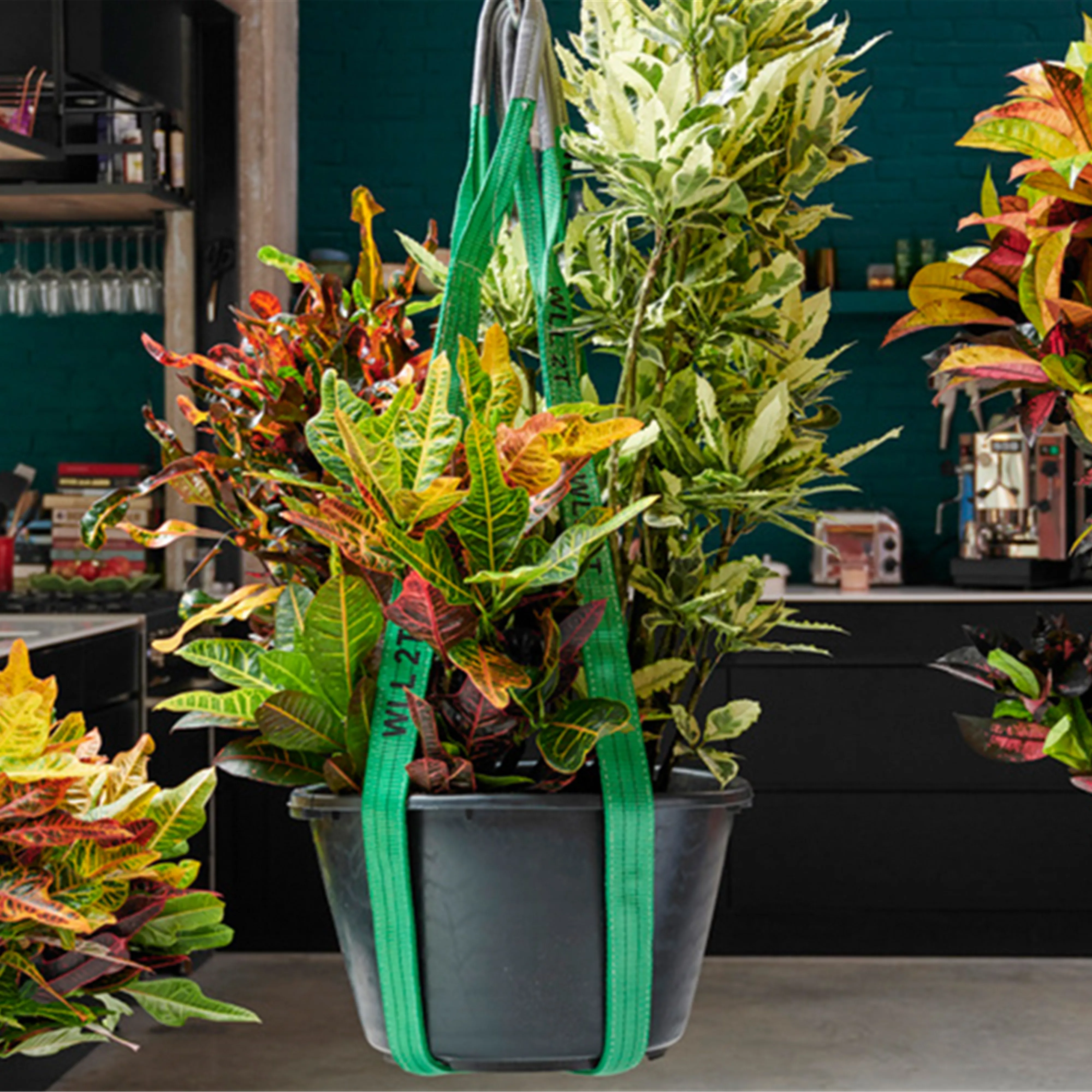 Pflanze des Monats Mai 2024: Topfrose - Blumen Klotz