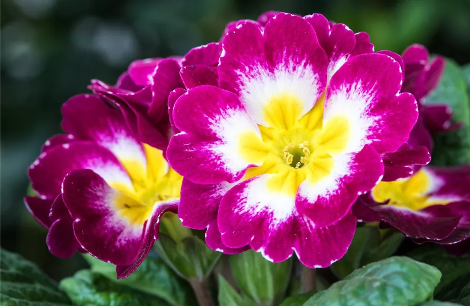 Die Frühblüher – Stars und Sternchen im Frühling