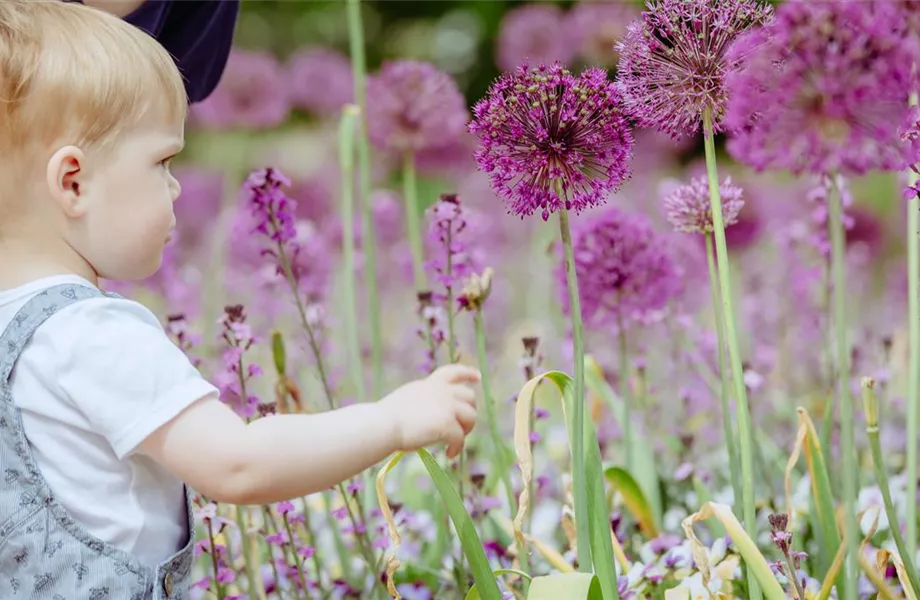 Blumenzwiebeln im Steingarten – So gelingt die Farbenpracht