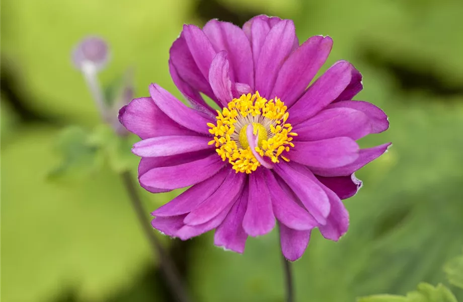 Anemonen – zarte Windröschen im Garten