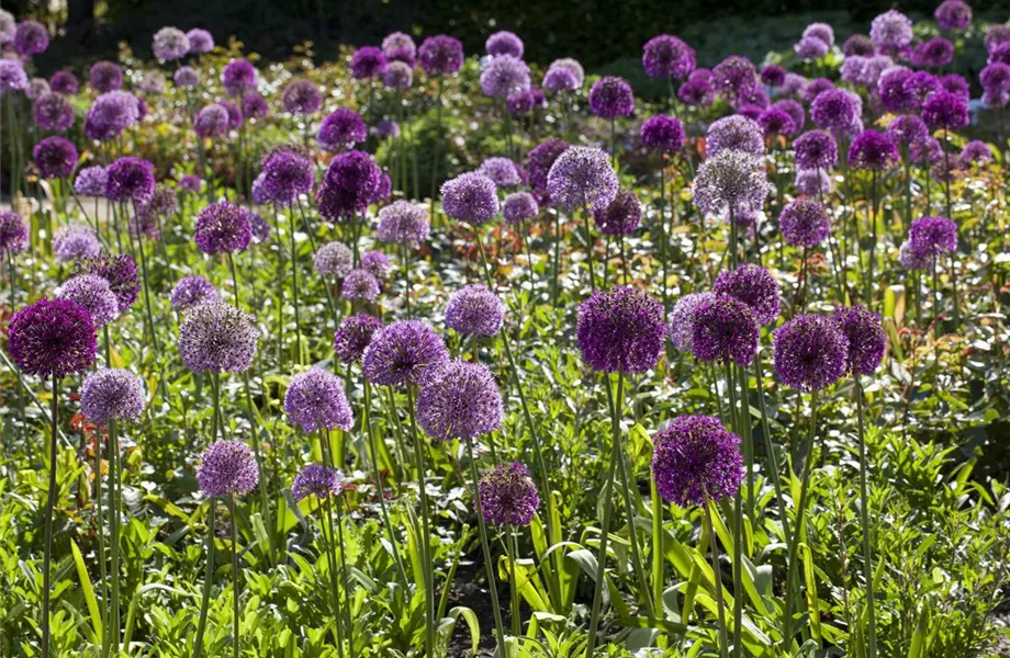 Blumenbeete in Blau und Violett