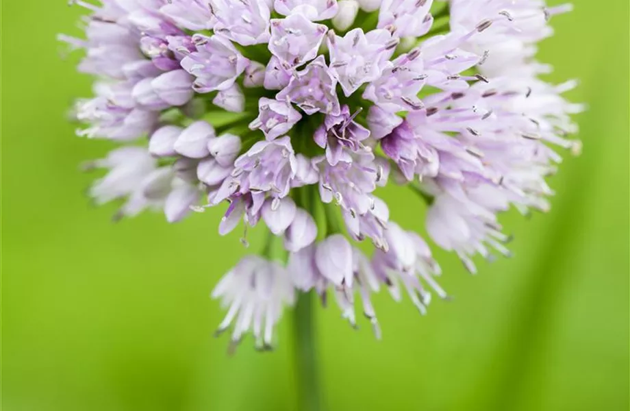 Allium – pflegeleichter Zierlauch als Gartenschmuck Allium – pflegeleichter Zierlauch als Gartenschmuck