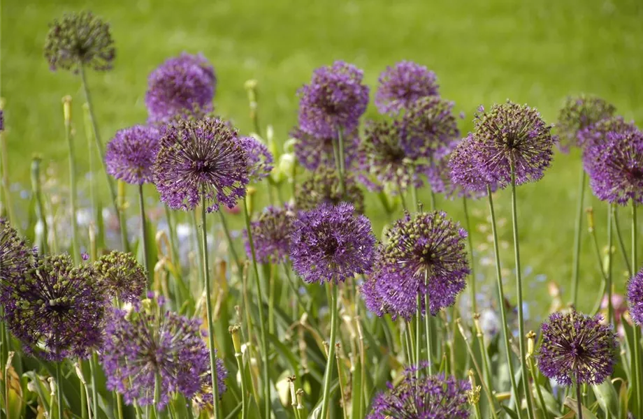 Allium – pflegeleichter Zierlauch als Gartenschmuck Allium – pflegeleichter Zierlauch als Gartenschmuck