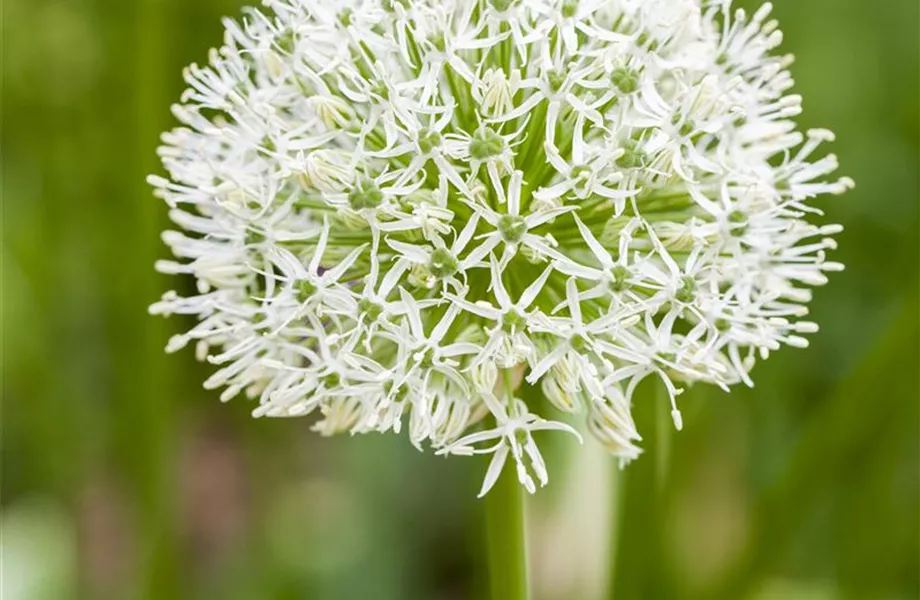 Allium – eleganter Zierlauch Allium – eleganter Zierlauch