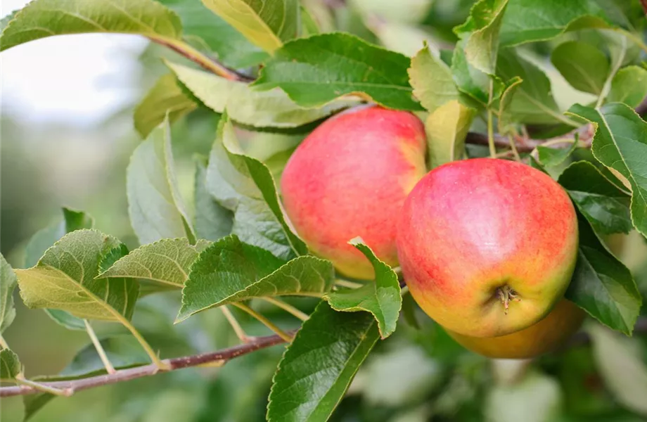 Obstbaumschnitt im Winter
