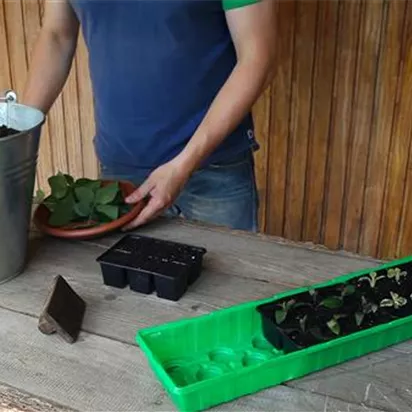 Wandelröschen - Vermehren durch Stecklinge