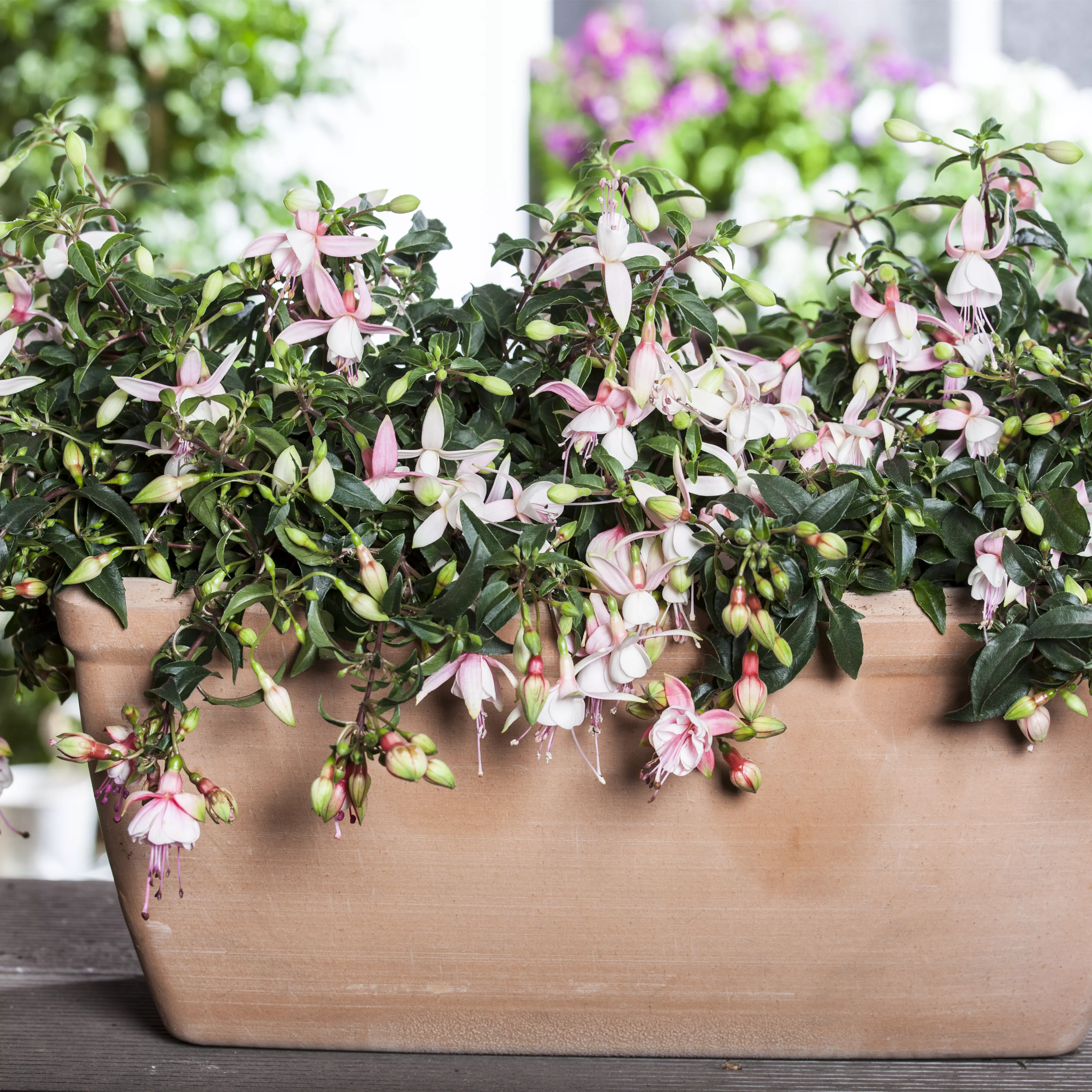 Die schönen Klassiker für den Balkon