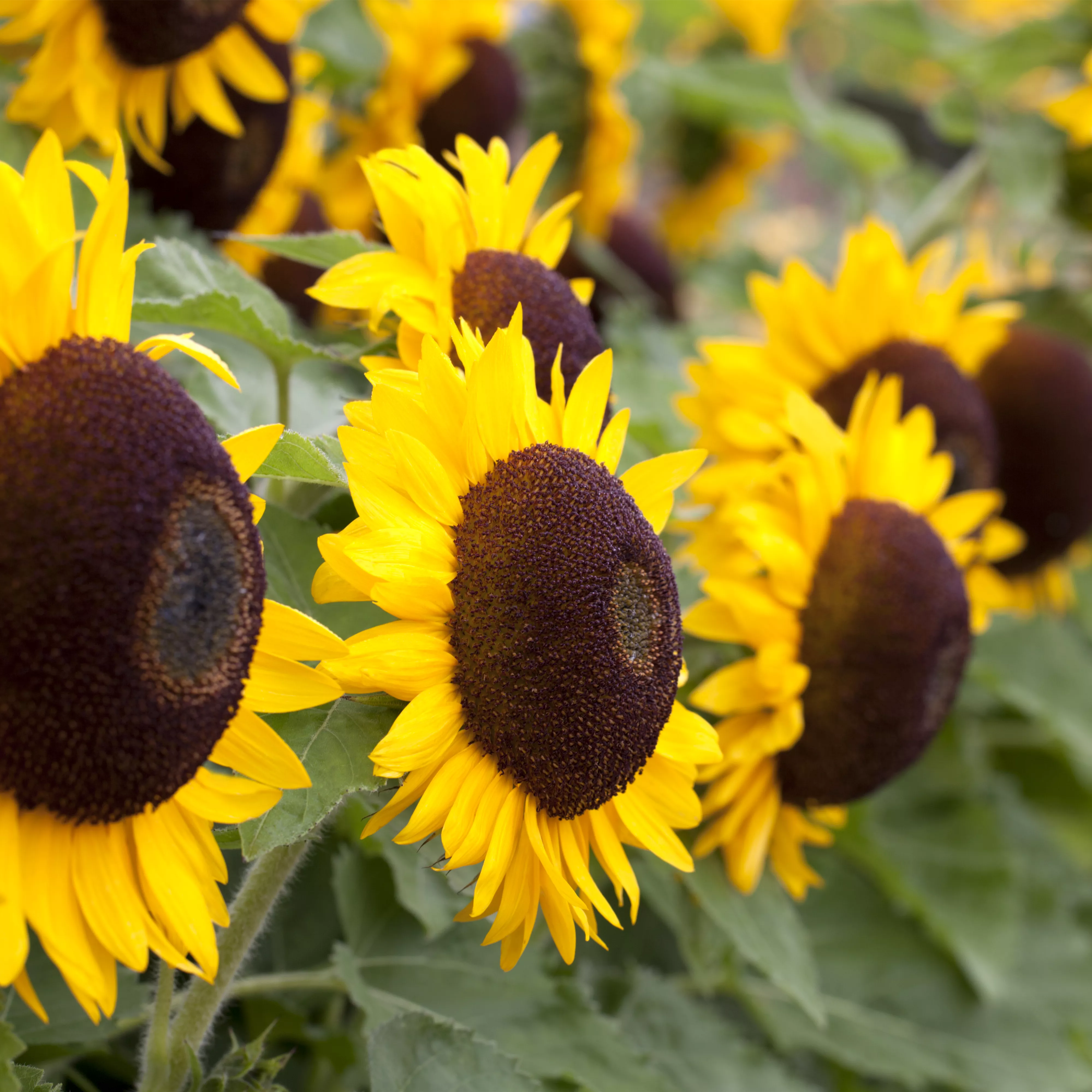 Die Top 8 der Herbstblumen