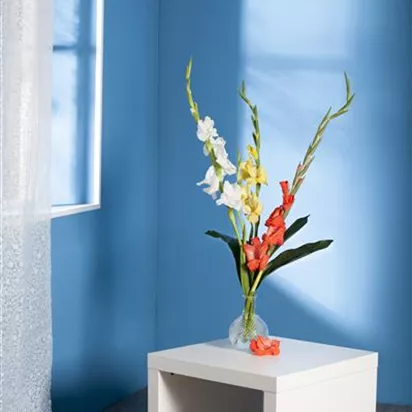 Gladiolen für die Vase