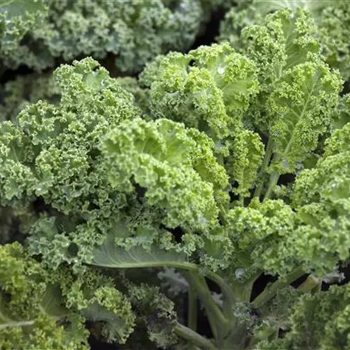 Grünkohl selber ziehen