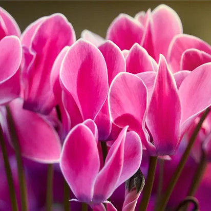 Gartentipps im Oktober