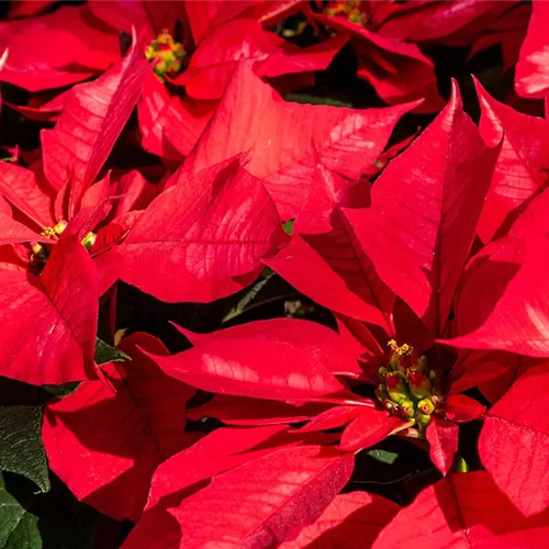 Gartenkalender November 2026