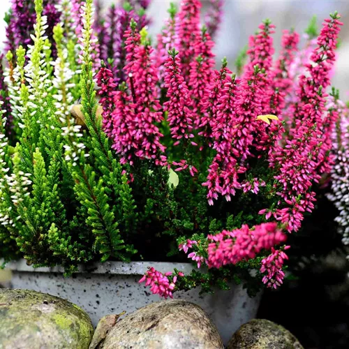 Gartenideen