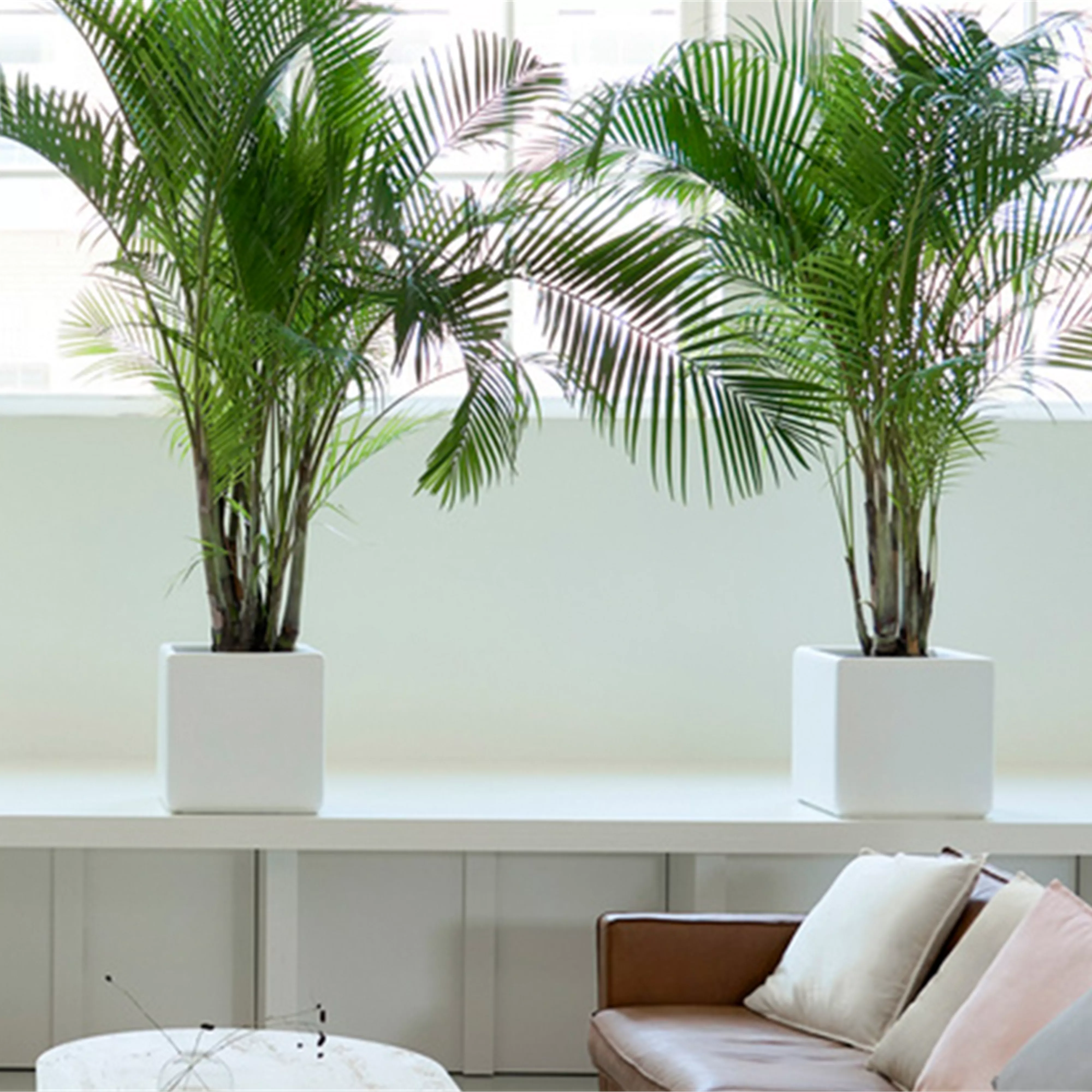 Pflanze des Monats Februar 2026: Goldfruchtpalme