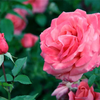 Gartentipps im März