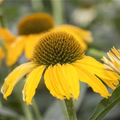 Gartentipps im Juni