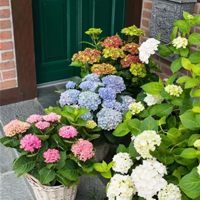 Gartentipps im August