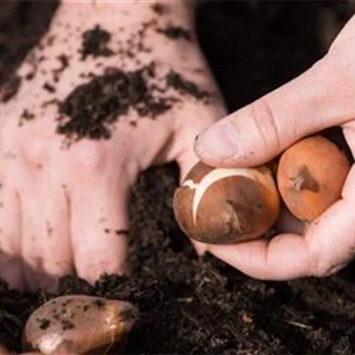Gartentipps im Oktober