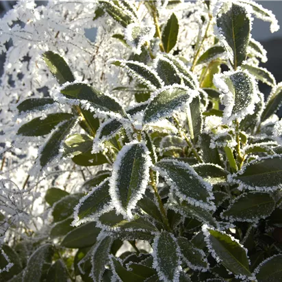 Gartenkalender November 2025