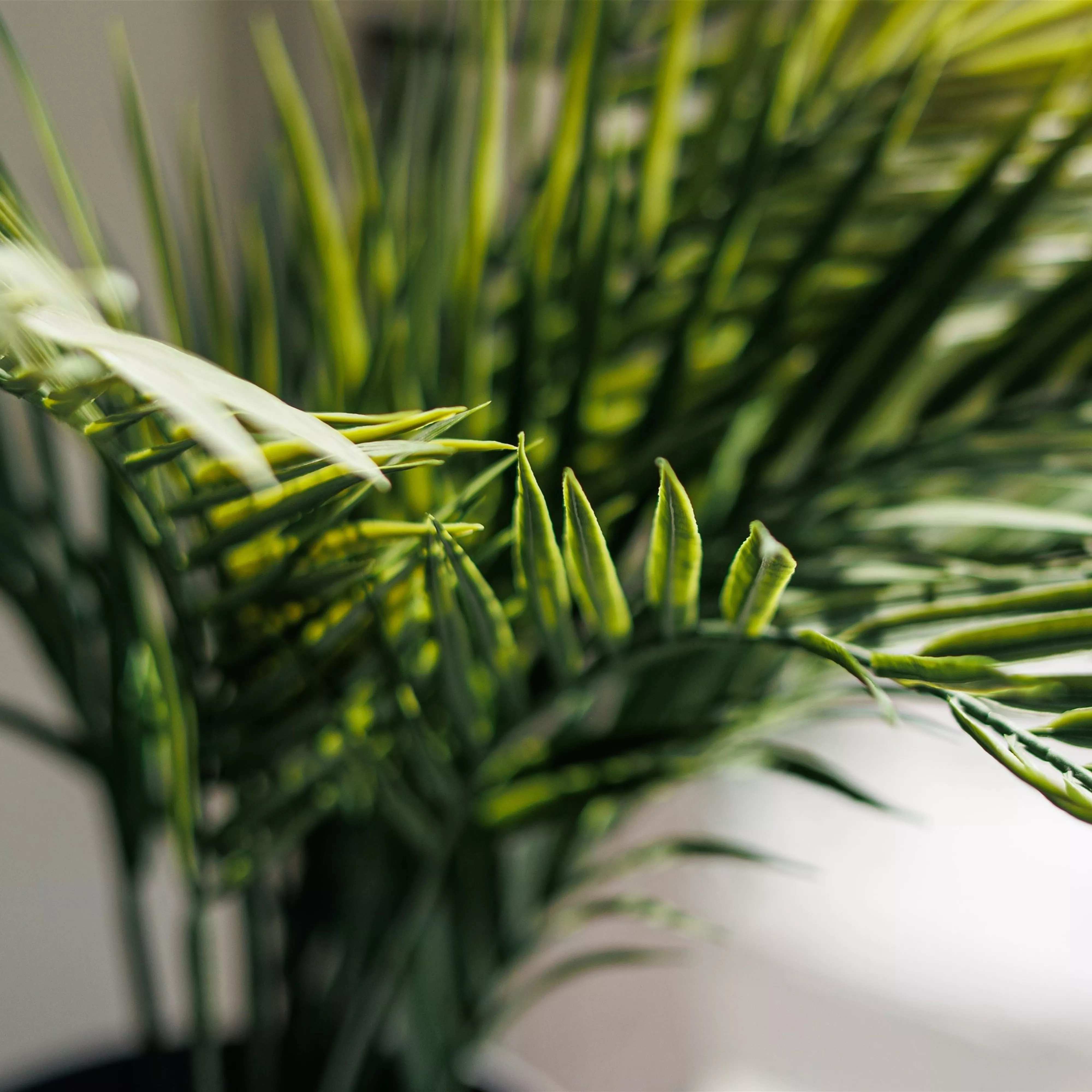 Pflanze des Monats Februar 2026: Goldfruchtpalme