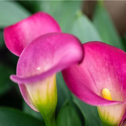 Pflanze des Monats Juni 2026: Calla