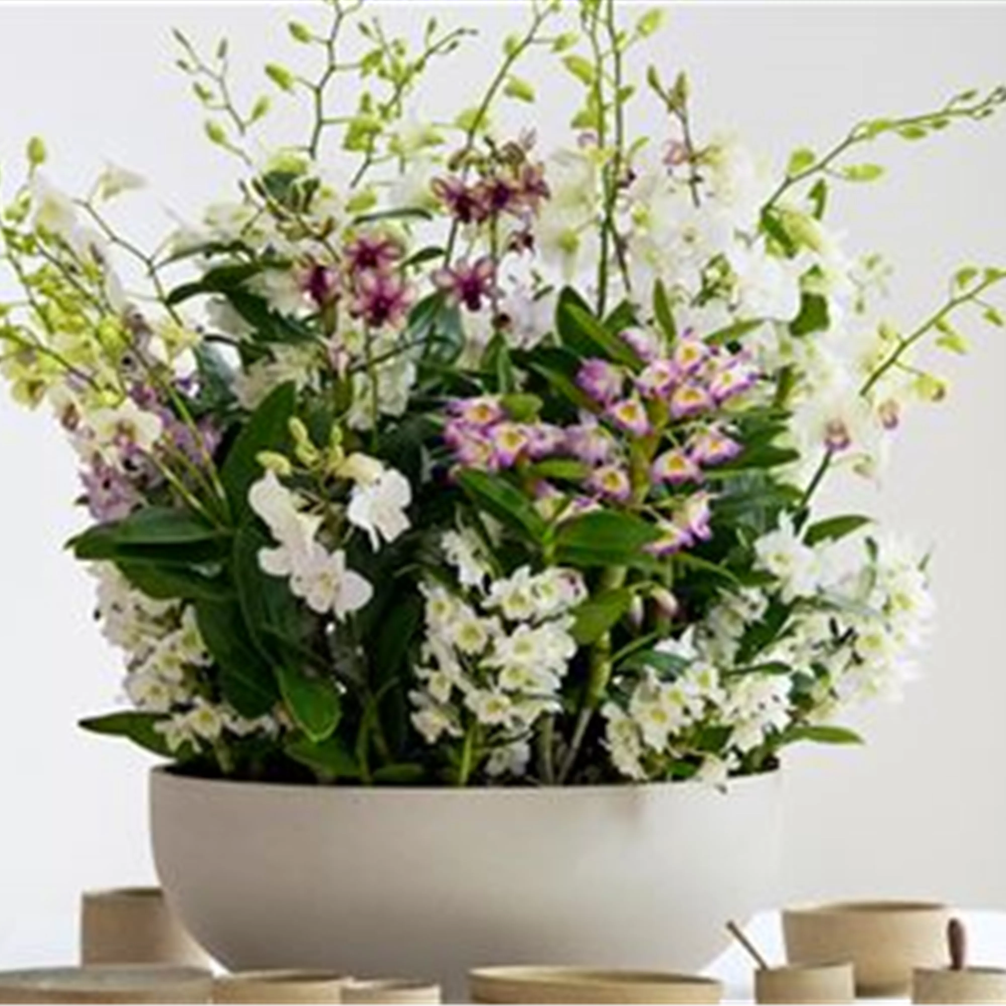 Pflanze des Monats März 2026: Dendrobium