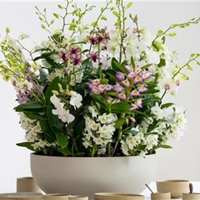 Pflanze des Monats März 2026: Dendrobium