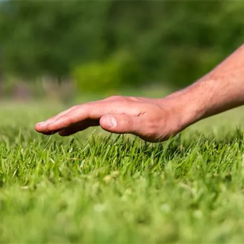 Gartengestaltung & -pflege