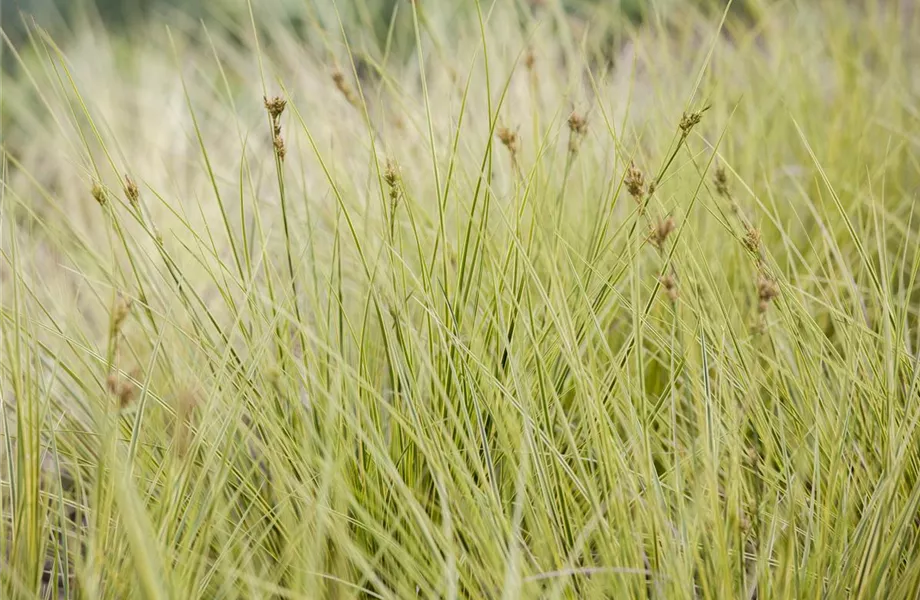 Carex – Weltenbummler und Anpassungskünstler