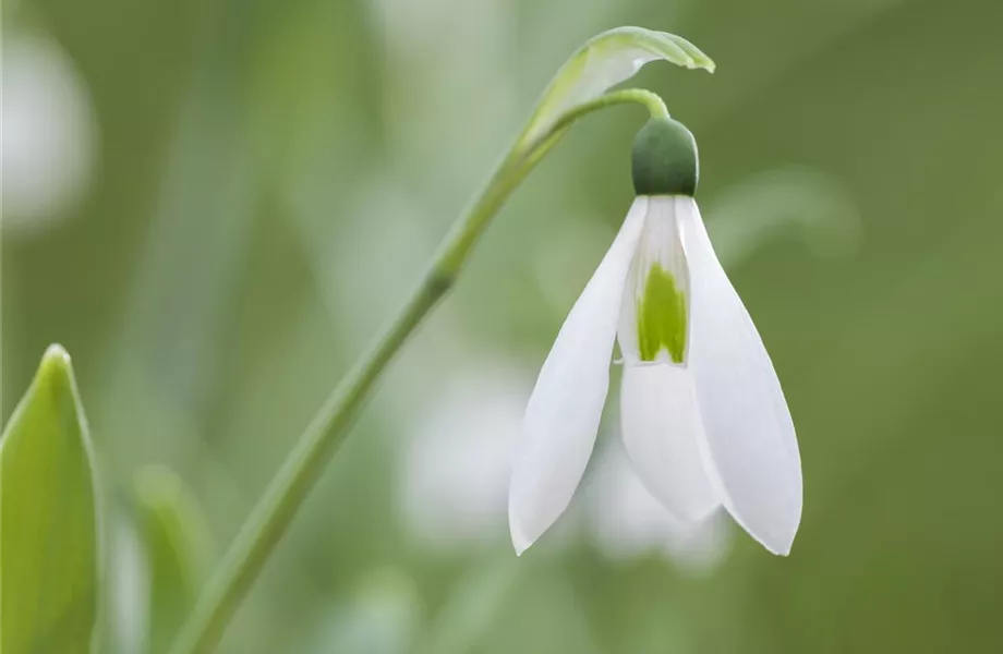 Schneeglöckchen pflanzen – Frühlingsboten im Garten